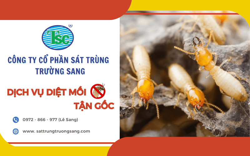 diệt mối tận gốc