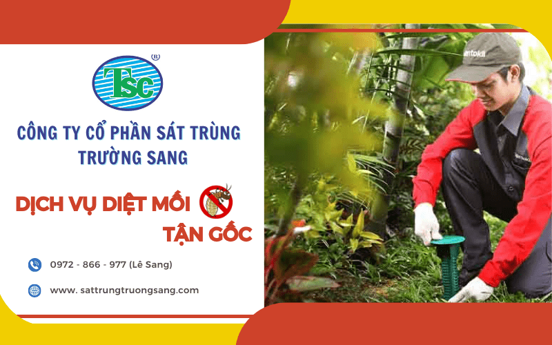 diệt mối tận gốc