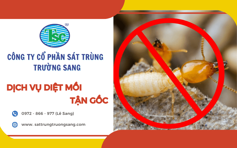 diệt mối tận gốc