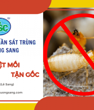 Diệt mối tận gốc uy tín, giá tốt tại TPHCM của Trường Sang