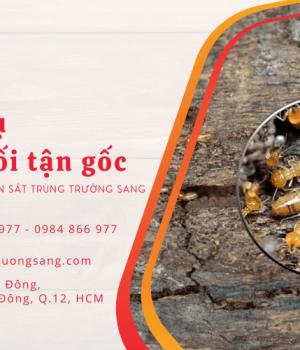 Tầm quan trọng của dịch vụ diệt mối chuyên nghiệp tận nhà