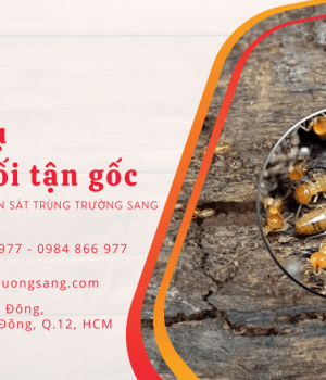 Tầm quan trọng của dịch vụ diệt mối chuyên nghiệp tận nhà
