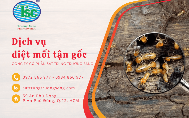 diệt mối 